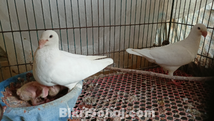 Beauty Huma master pair